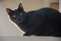 Grey cat on balcony edge von Sami Sarkis Photography