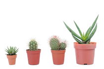 Four varieties of mini cactus in pots von Sami Sarkis Photography