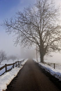 Bare tree and snowy countryroad by Sami Sarkis Photography