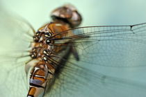 Dragonfly close-up by Sami Sarkis Photography