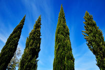 Cypress Trees von Sami Sarkis Photography