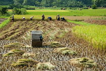 Peasants harvesting a rice paddy using a machine by Sami Sarkis Photography