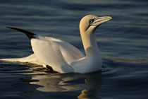 One Northern Gannet (Morus bassanus) swimming at sunrise by Sami Sarkis Photography