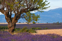 Tree in a lavender field at sunset von Sami Sarkis Photography