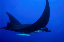 Manta ray (manta birostris) and a remora fish swimming in the Boulari Channel von Sami Sarkis Photography