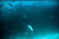 School of fishes swimming under the shadows of a pontoon von Sami Sarkis Photography