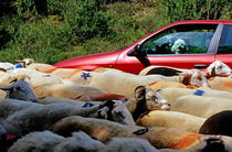 Red car blocked by a flock of sheep leaving the Espérou village for summer transhumance von Sami Sarkis Photography