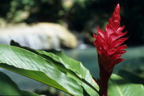 Red flower close-up in tropical garden von Sami Sarkis Photography