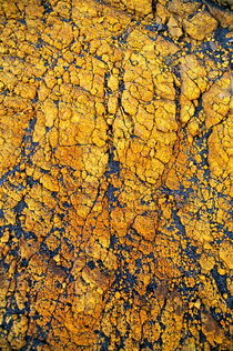 Yellow crust (close-up) on ash plain von Sami Sarkis Photography