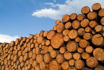 Stack of wooden logs in the Landes forest von Sami Sarkis Photography