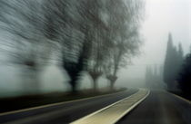 Blurry bare trees visible through the fog seen from a speeding car by Sami Sarkis Photography