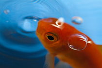 Goldfish opening its mouth to catch it's food. by Sami Sarkis Photography