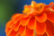 Orange common zinnia (zinnia elegans) in garden. von Sami Sarkis Photography