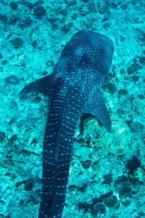 Spotted whale shark (rhincodon typus) swimming in Ari Atoll von Sami Sarkis Photography