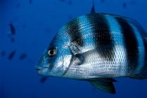 Striped Zebra Seabream (Diplodus cervinus cervinus) swimming in blue waters von Sami Sarkis Photography