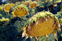 Dying sunflowers in field von Sami Sarkis Photography