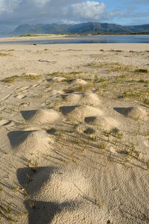 Bottom sand of Flamingo lake estuary at low tide von Sami Sarkis Photography