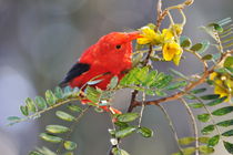 One 'I'iwi bird extracting nectar from yellow tree flowers in Maui von Sami Sarkis Photography