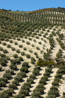 Rows of olive trees growing in the village of Baena by Sami Sarkis Photography