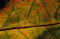 Intricate and natural patterns of a leaf during autumn. by Sami Sarkis Photography