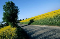 Road going through oilseed rape fields von Sami Sarkis Photography