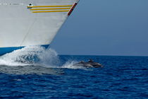 Two bottlenose dolphins (tursiops truncatus) swimming in front of a ship von Sami Sarkis Photography