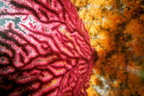 Red Gorgonian (Paramuricea Clavata) growing on ocean floor by Sami Sarkis Photography