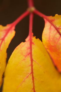 Ivy leaves during Autumn. by Sami Sarkis Photography