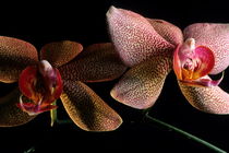Orchid (phalaenopsis hybride) with pink petals. by Sami Sarkis Photography