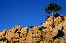 Pine trees growing on a rocky cliff by Sami Sarkis Photography