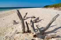 Driftwood sticking out of a white sand beach by Sami Sarkis Photography