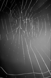 Delicate structure of a spider web. von Sami Sarkis Photography