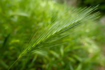 Green wheat in field by Sami Sarkis Photography