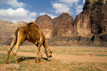 Camel grazing in a desert landscape by Sami Sarkis Photography