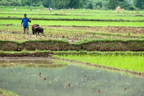 Peasant harvesting a rice paddy with a buffalo von Sami Sarkis Photography