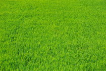 Bright green grass of a rice paddy by Sami Sarkis Photography