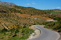 Road winding between fields of olive trees by Sami Sarkis Photography