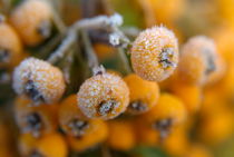 Frozen dew droplets on a yellow berried pyracantha. von Sami Sarkis Photography