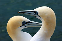 Portrait of a pair of Northern Gannets (Morus bassanus) by Sami Sarkis Photography