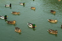 Group of male and female ducks on the water von Sami Sarkis Photography