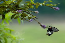 Female Great Mormon (Papilio memnon) butterfly on a branch von Sami Sarkis Photography