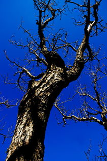 Bare tree trunk against a blue sky in springtime by Sami Sarkis Photography