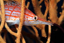 Longnose Hawkfish (Oxycirrhites typus) hides in Sea Fan (Annella mollis) von Sami Sarkis Photography