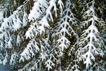 Snowy fir tree branches in the French Alps von Sami Sarkis Photography