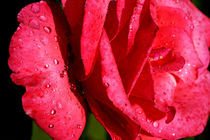 Drops on a rose after a rain shower. von Sami Sarkis Photography