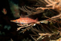 Longnose Hawkfish (Oxycirrhites typus) hides in frondy Black Coral (Antipathes) von Sami Sarkis Photography