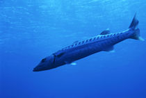 Great Barracuda swimming near Elphinstone Reef in the Red Sea von Sami Sarkis Photography