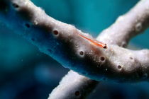 Small Cling Goby (Pleurosicya micheli) hovers over a Blue Finger Sponge (Amphimedon) von Sami Sarkis Photography
