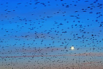 Flock of swallows migrating in spring from Marseille by Sami Sarkis Photography