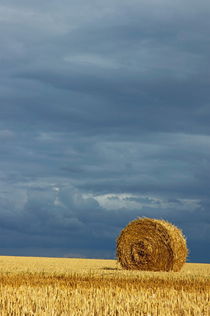 Hay bales in harvested corn field von Sami Sarkis Photography